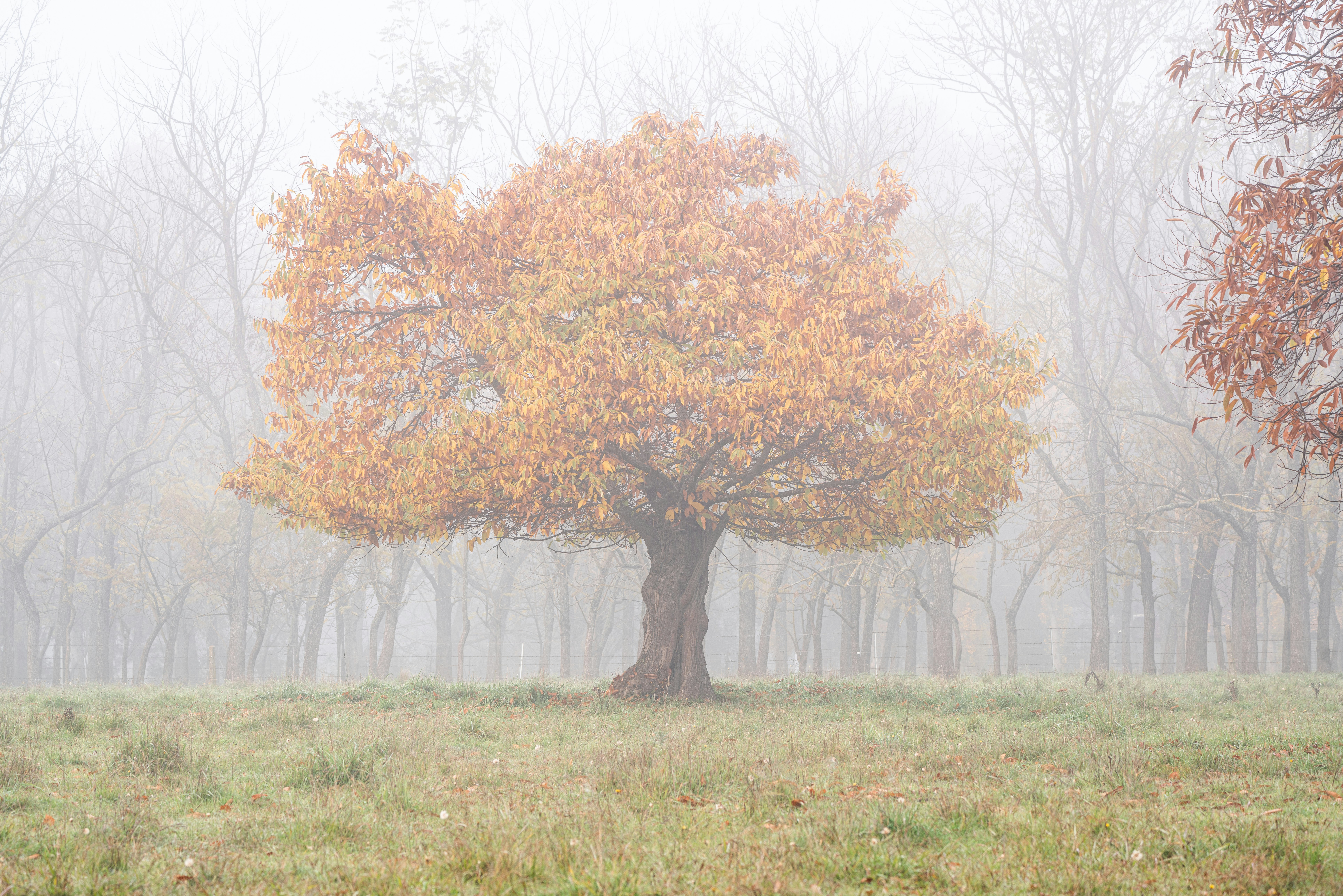 brown leaf tree on green grass field during daytime